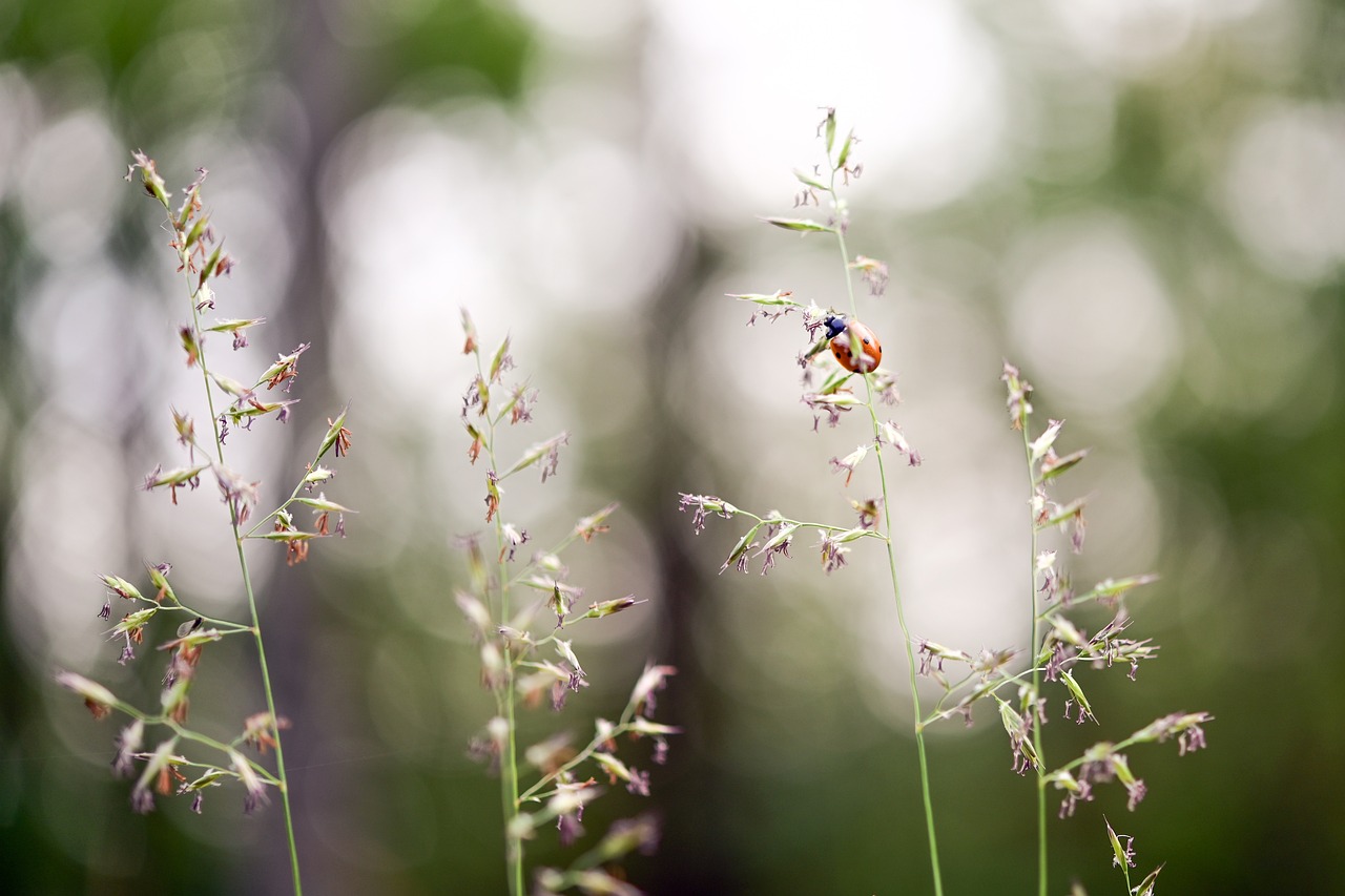 The Importance of Environmental Justice